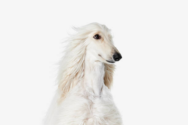 Image of beautiful purered white Afghan Hound dog against white studio background. Wind blowing Image of beautiful purered white Afghan Hound dog against white studio background. Wind blowing. Concept of animal, dog life, care, beauty, vet, domestic pet. Copy space for ad afghan hound stock pictures, royalty-free photos & images