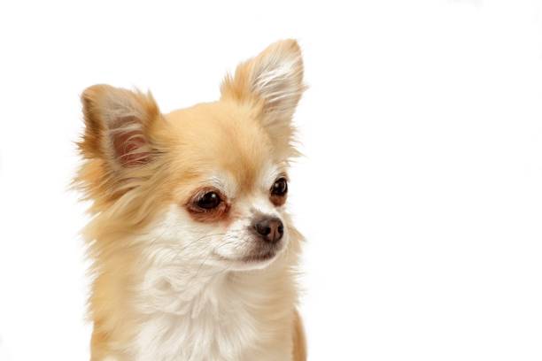 istock Rainy the chihuahua 1500517218