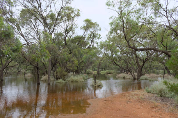 istock Flooding at Headings Cliff South Australia 1500517987