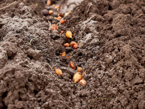 istock Planting onions in open ground in early spring. 1500518076