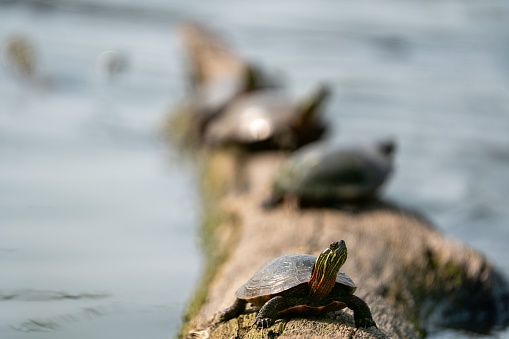 A group of turtles on a log of tree in a pond