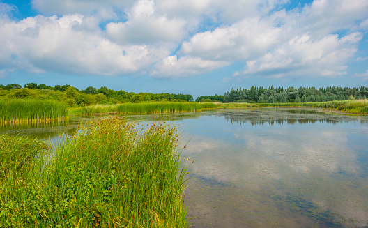Reed along the edge of a lake in bright sunlight in spring, Almere, Flevoland, The Netherlands, June, 2023