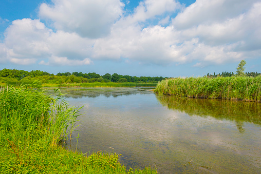 Reed along the edge of a lake in bright sunlight in spring, Almere, Flevoland, The Netherlands, June, 2023