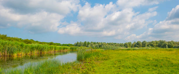istock Reed along the edge of a lake in bright sunlight in spring 1500519996