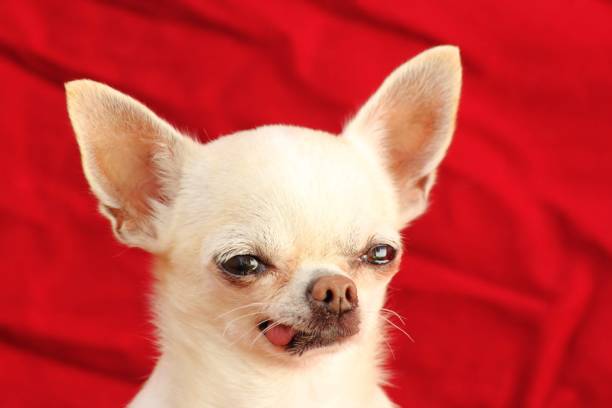 istock Cookie the little cute chihuahua 1500520723