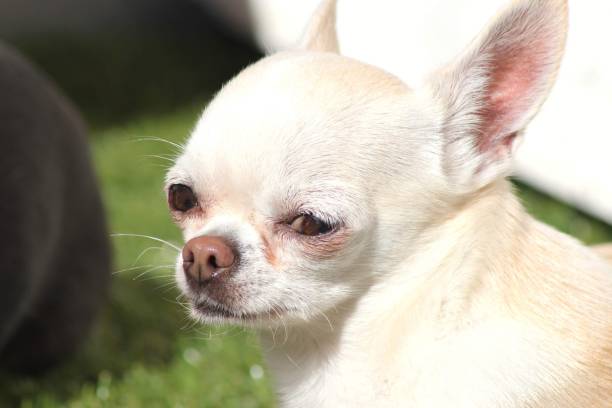 istock Cookie the little cute chihuahua 1500520894