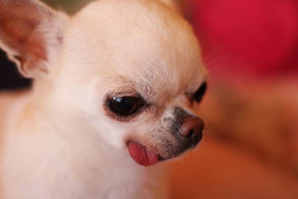 istock Cookie the little cute chihuahua 1500520939