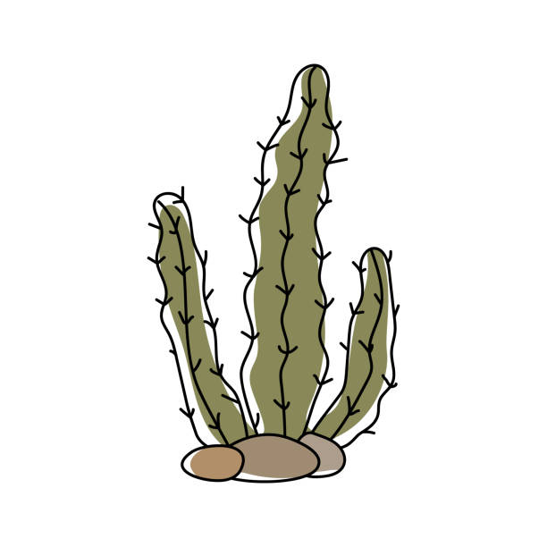 hand gezeichneter stetsonia-kaktus izoliert auf weißem hintergrund - cactus saguaro cactus desert cardon cactus stock-grafiken, -clipart, -cartoons und -symbole