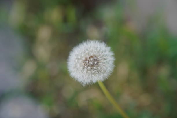 istock hand holding a white dandelion flower 1500523380