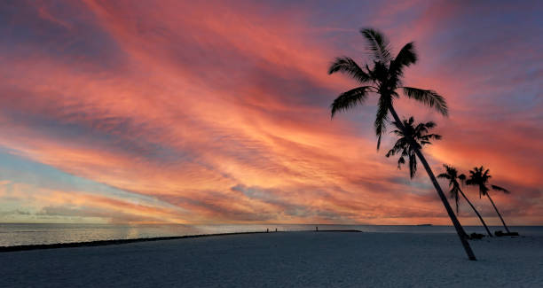 istock Summer with colorful theme as palm trees background as texture frame background 1500523699