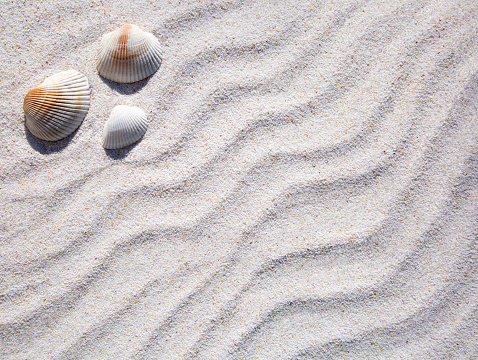 Stock photo showing close-up view of a pile of seashells and starfish on the sand on a sunny, golden beach with sea at low tide in the background. Summer holiday and tourism concept.