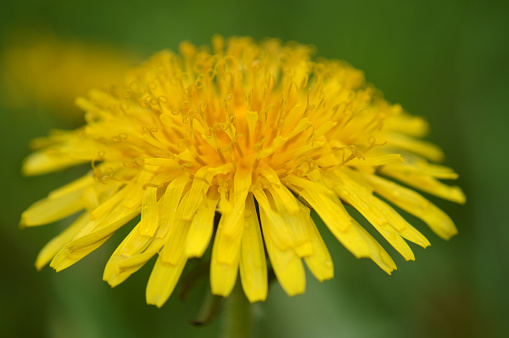 Closeup of a yellow dandelion