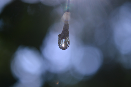 Closeup of a raindrop on the tree branch