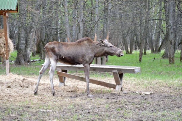 istock An adult elk in the forest 1500527398