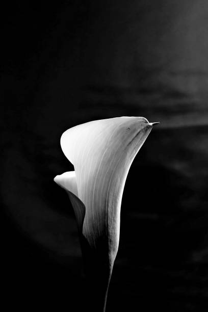istock Vertical shot of a calla lily isolated on a black background 1500527479