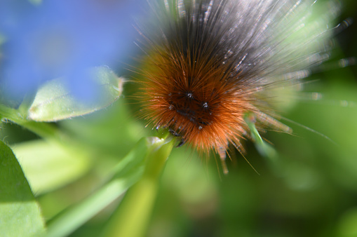 Closeup of a small fluffy caterpillar