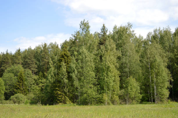 istock Scenic view on the field and forest 1500527701
