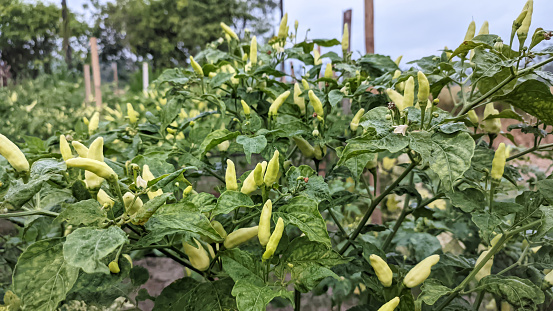 White cayenne pepper ready to harvest in a chili plantation