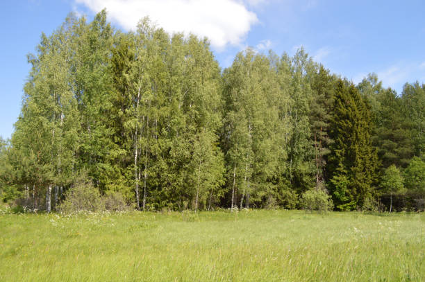 istock Scenic view on the field and forest 1500527826