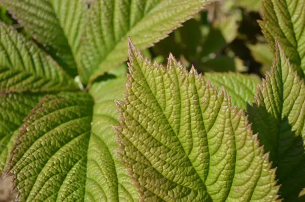 Photo of Closeup of a big green leaf