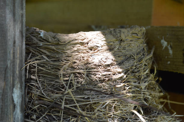 istock Closeup of a bird nest 1500528624