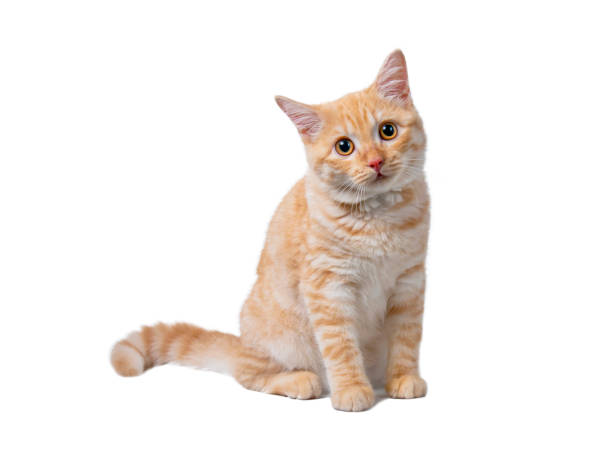 istock Beautiful cute orange cat isolated on white background. File contains clipping path so easy to work. 1500528693