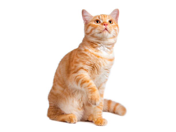 istock Beautiful cute orange cat isolated on white background. File contains clipping path so easy to work. 1500528695