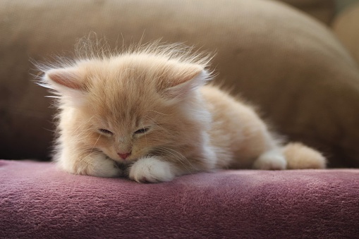 A tired Siberian cat kitten