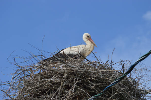 istock An adult stork in the nest 1500529483