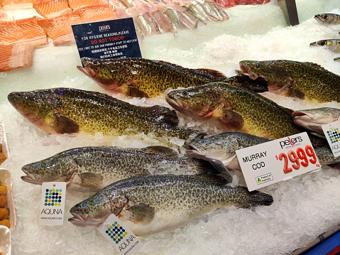 Fresh murray cod on sale at the busy Sydney Fish Market, New South Wales, Australia. The market sits on the Blackwattle Bay foreshore in Pyrmont. It is the world's third largest fish market.