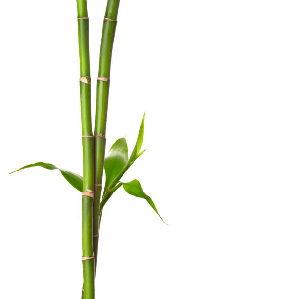istock Branches of Bamboo with green  leaves isolated on white background. 1500529869