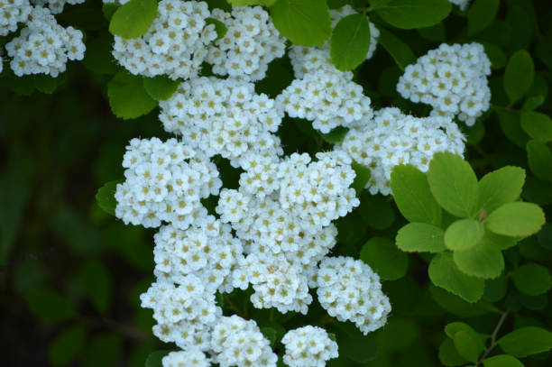 istock White flowers on the bush 1500530025