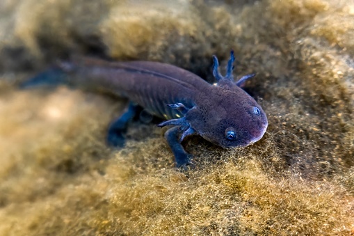 An Grey axolotl in Mexican waters, showcasing its unique terrestrial features and vibrant fin