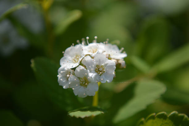 istock White flowers on the bush 1500530129