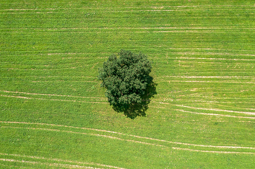 A lonely tree on a green field in summer viewed from directly above.