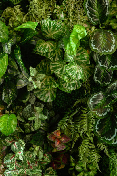 istock Close up green decorative leaf, abstract background, nature pattern, tropical leaf, dark leaf 1500532542