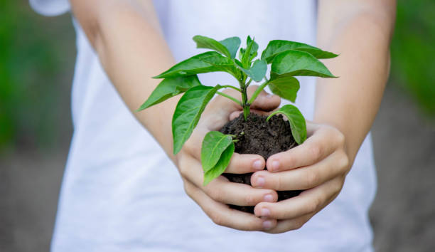 istock the child holds a sprout in his hands. Selective focus. 1500532725