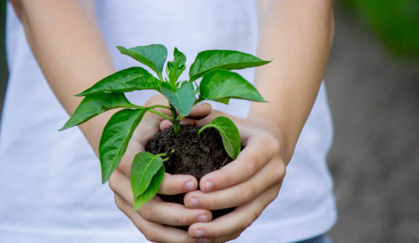 istock the child holds a sprout in his hands. Selective focus. 1500532743