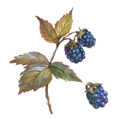 Set of blackberries on a branch, isolated white background. Watercolor fresh Berry, botanical illustration
