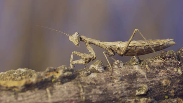 istock The female praying mantis sits on tree branch masquerading against its background and turns its head looking around. Crimean praying mantis (Ameles heldreichi) 1500535779