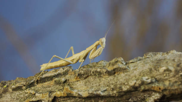 istock The female praying mantis sits on tree branch masquerading against its background and turns its head looking around. Crimean praying mantis (Ameles heldreichi) 1500535787