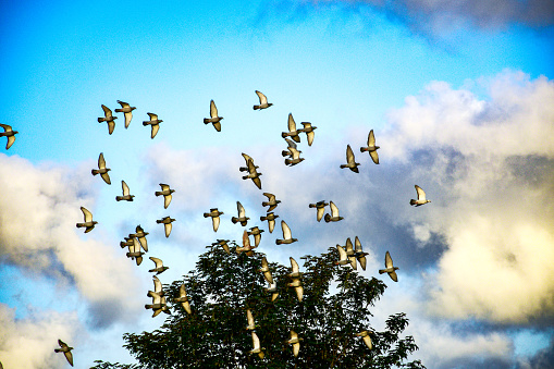 Group of Pigeons are flying high in the sky of Amsterdam, Netherland