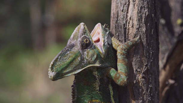 istock Close-up of disgruntled elderly chameleon walking up a tree trunk with opening its mouth. Veiled chameleon, Yemen chameleon or Cone-head chameleon (Chamaeleo calyptratus) 1500537281