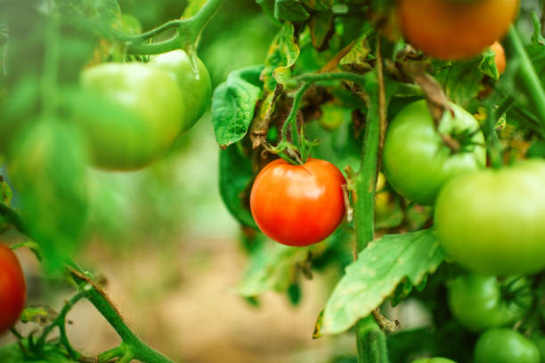 Homegrown tomatoes in greenhouse