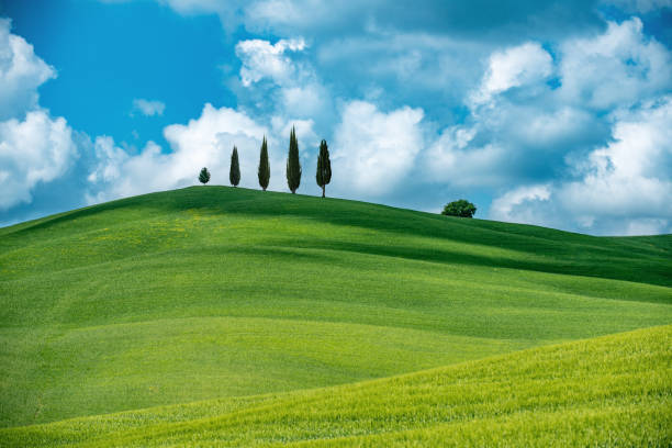 Cypress treelined spring landscape of Tuscany, Val d'Orcia, Italy