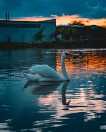 A graceful swan gliding across a tranquil body of water during a picturesque dusk scene