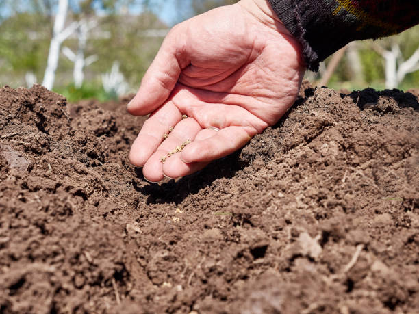 istock Beetroot seeds are planted by hand in prepared chernozem. Growing vegetables. 1500539577
