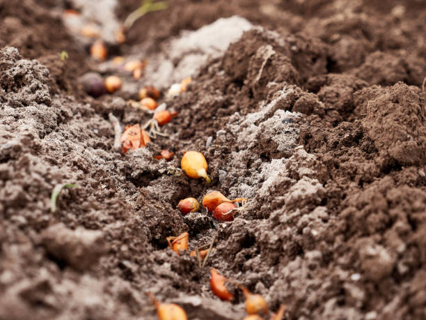 istock Planting onions in open ground in early spring. 1500539733