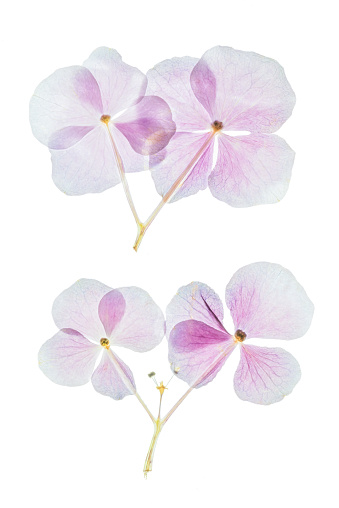Violets flowers on white background. Soft focus image with blurred perspective