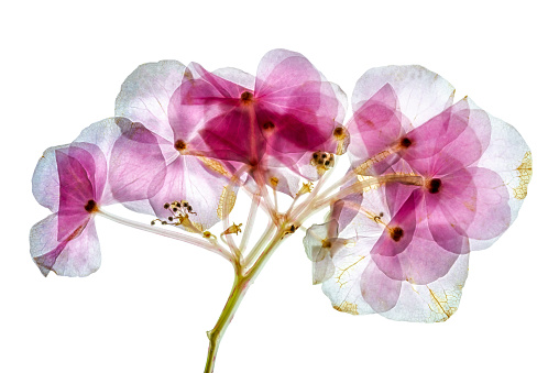Pressed and dried delicate flower catharanthus, isolated on white background. For use in scrapbooking, floristry or herbarium.